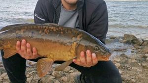 Mirror Carp