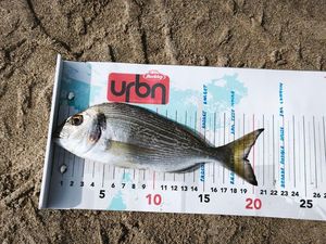 Gilthead Seabream