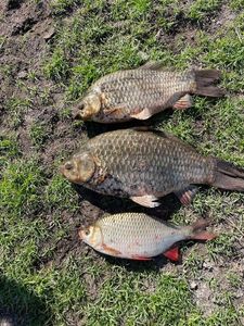 Crucian Carp