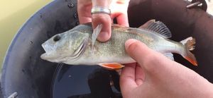 European Perch