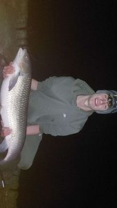 Silver Carp