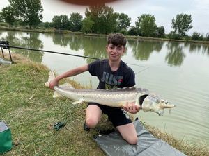 Sturgeon