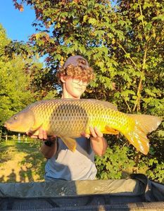 Common Carp
