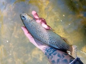 Brown Trout