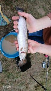 Lake Trout