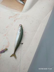 Mackerel