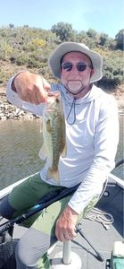 Largemouth Bass