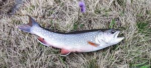 Brown Trout