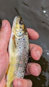 Brown Trout
