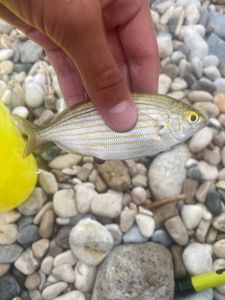 Salema