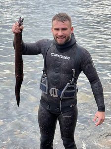 Mediterranean Moray