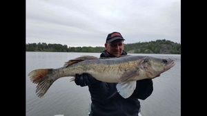 Zander