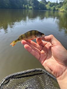 European Perch