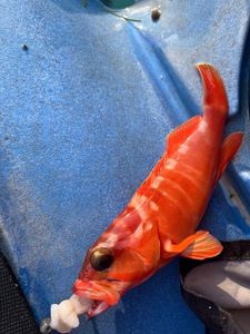 Red Grouper