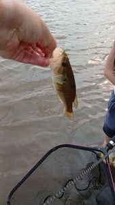 Largemouth Bass