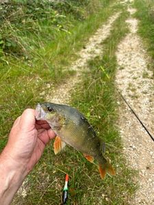 European Perch