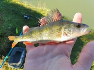 European Perch