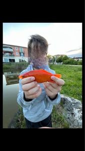 Goldfish