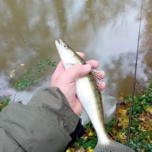 Zander