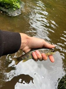 Brown Trout