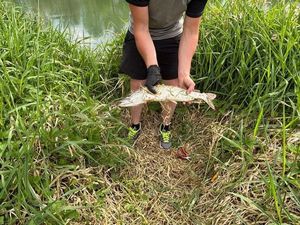 Northern Pike
