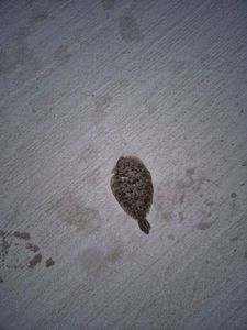 European Flounder