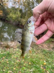 European Perch