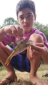 European Perch