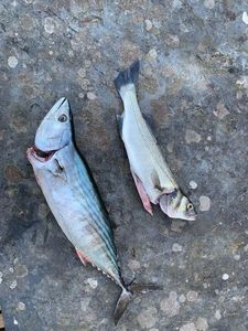 Atlantic Bonito