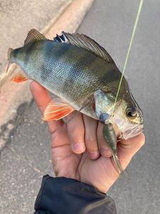 European Perch