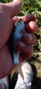 Roach