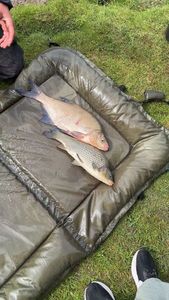 Common Bream