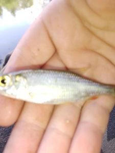 Roach