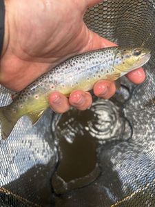 Brown Trout