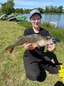 European Perch