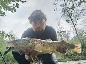 Marble Trout