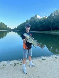 Zander