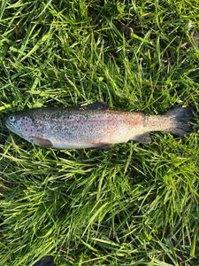 Rainbow Trout