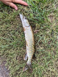 Northern Pike