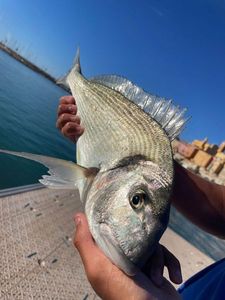 Gilthead Seabream