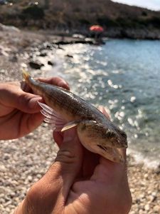 Giant Goby