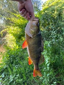 European Perch