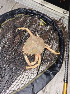 European Spider Crab
