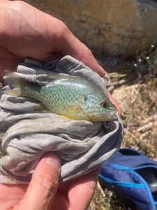 Green Sunfish
