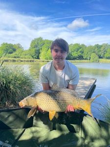 Common Carp