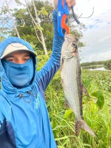 Tarpon