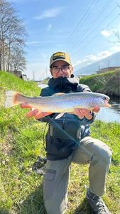 Rainbow Trout