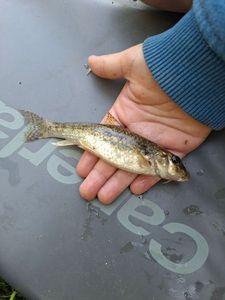 Gudgeon