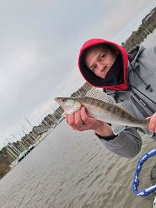 Zander