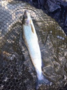 Grayling, поймал Yannick JOUAN, WFFT